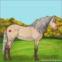 Horse Color:Silver Bay Dun Sabino 
