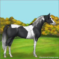 Horse Color:Black Splash Tobiano 