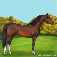 Horse Color:Bay Tobiano 