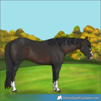 Horse Color:Brown 