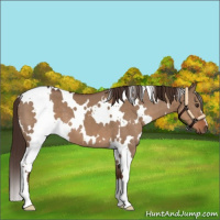 Horse Color:White Spotted Liver Red Dun 