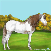 Horse Color:Red Roan Splash Frame Appaloosa 