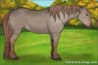 Horse Color:Liver Red Dun Rabicano 