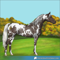 Horse Color:White Spotted Liver Chestnut Mushroom Rabicano 