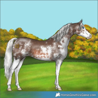 Horse Color:Liver Chestnut Mushroom Sabino Splash 