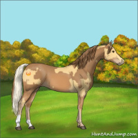 Horse Color:Palomino  and Chestnut 