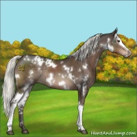 Horse Color:White Spotted Liver Chestnut Mushroom Rabicano 