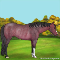 Horse Color:Bay Rabicano 