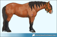 Horse Color:Bay  and Bay Splash 