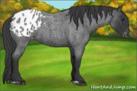 Horse Color:Blue Roan Appaloosa 