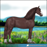 Horse Color:Chocolate Black