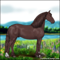 Horse Color:Chocolate Black