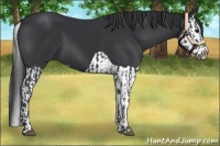 Horse Color:Black and Black Splash