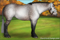 Horse Color:Gray Bay 