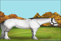 Horse Color:Gray Bay Appaloosa 