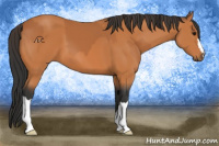 Horse Color:Bay  and Bay 