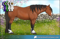 Horse Color:Bay 