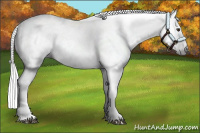 Horse Color:Gray Chestnut Appaloosa 