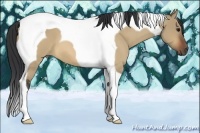 Horse Color:Bay Roan Dun Tobiano