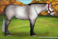 Horse Color:Gray Bay 