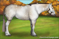 Horse Color:Gray White Spotted Red Dun 