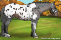 Horse Color:Brown Tobiano Appaloosa 