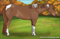 Horse Color:Chestnut Tobiano Rabicano 
