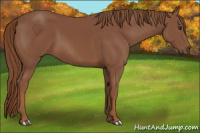 Horse Color:Chestnut 