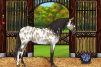 Horse Color:Liver Red Dun Appaloosa 