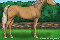 Horse Color:Palomino 