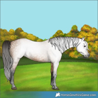 Horse Color:Gray Bay Dun 