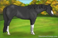 Horse Color:Black 
