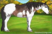 Horse Color:Brown Sabino Splash Appaloosa 