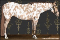 Horse Color:Amber Champagne Appaloosa  and Amber Champagne Appaloosa 