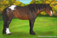 Horse Color:Buckskin Appaloosa
