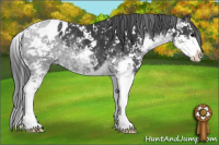 Horse Color:Black Sabino Appaloosa 