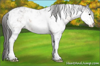 Horse Color:Buckskin Sabino Appaloosa 