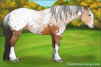 Horse Color:White Spotted Buckskin Sabino Blanket 