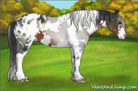Horse Color:White Spotted Brown Sabino Appaloosa 