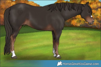 Horse Color:Liver Chestnut 