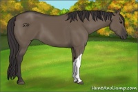 Horse Color:Smoky Grullo 