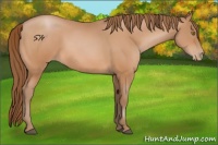 Horse Color:Bay Pearl 