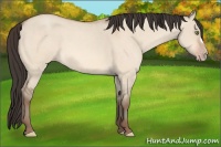 Horse Color:Amber Champagne Roan Dun 