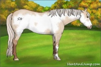 Horse Color:Silver Bay Roan Dun Frame 