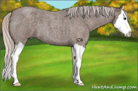 Horse Color:Silver Blue Roan Splash 