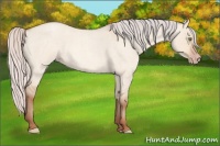 Horse Color:Silver Amber Champagne Roan Dun 