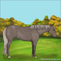 Horse Color:Silver Blue Roan 