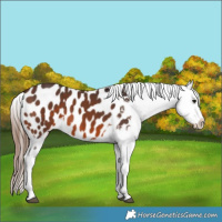 Horse Color:Brown Frame Appaloosa 