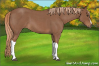 Horse Color:Red Roan 
