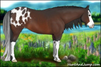 Horse Color:Brown Splash Appaloosa